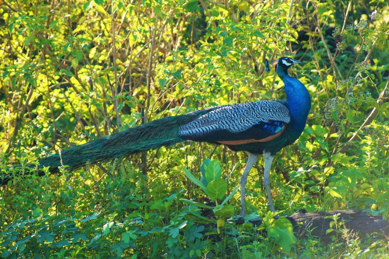 Peacock Riverside Udawalawe Esterno foto